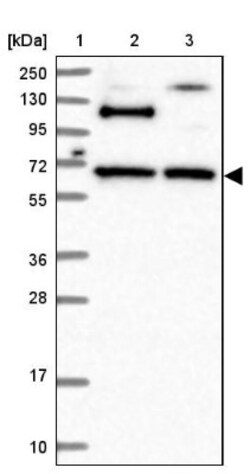 RUFY2 Antibody, Novus Biologicals 25 &mu;L; Unlabeled:Antibodies, Polyclonal