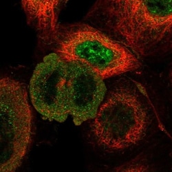RUNDC1 Antibody, Novus Biologicals 25 &mu;L; Unlabeled:Antibodies, Polyclonal
