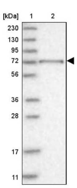 RUNDC1 Antibody, Novus Biologicals 25 &mu;L; Unlabeled:Antibodies, Polyclonal