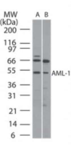 RUNX1/CBFA2 Antibody, Novus Biologicals:Antibodies:Primary Antibodies