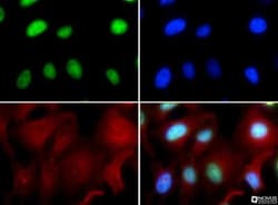 RUNX2/CBFA1 Antibody - BSA Free, Novus Biologicals™