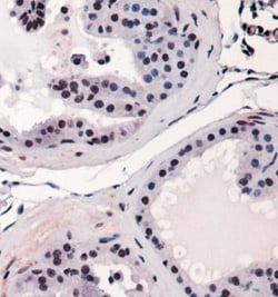 RUNX2/CBFA1 Antibody - BSA Free, Novus Biologicals:Antibodies:Primary Antibodies