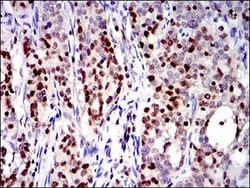 RUNX3/CBFA3 Antibody (2B3) - BSA Free, Novus Biologicals 0.1mL; Unlabeled:Antibodies,