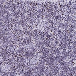 RUNX3/CBFA3 Antibody, Novus Biologicals:Antibodies:Primary Antibodies