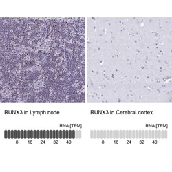 RUNX3/CBFA3 Antibody, Novus Biologicals:Antibodies:Primary Antibodies