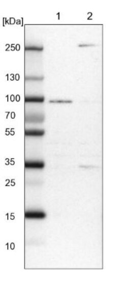 RUSC1 Antibody, Novus Biologicals:Antibodies:Primary Antibodies