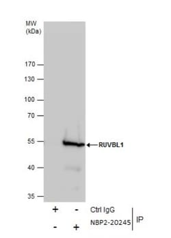 RUVBL1 Antibody, Novus Biologicals 0.1mL; Unlabeled:Antibodies, Polyclonal