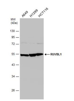 RUVBL1 Antibody, Novus Biologicals 0.1mL; Unlabeled:Antibodies, Polyclonal