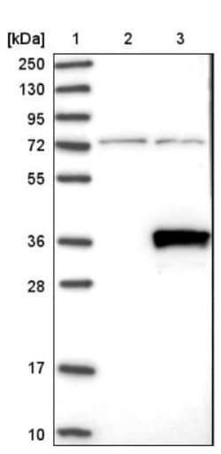 RWDD2A Antibody, Novus Biologicals 0.1mL; Unlabeled:Antibodies, Polyclonal