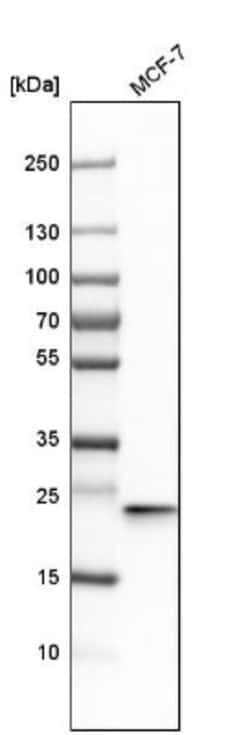 Rab13 Antibody, Novus Biologicals:Antibodies:Primary Antibodies