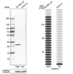 Rab27a Antibody, Novus Biologicals 0.1mL; Unlabeled:Antibodies, Polyclonal