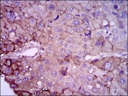 Rab4 Antibody (4E11) - BSA Free, Novus Biologicals 0.1mL; Unlabeled:Antibodies,