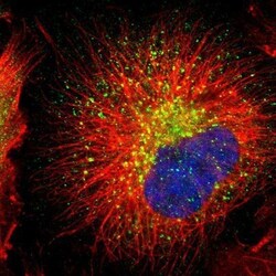 Rab7a Antibody, Novus Biologicals 0.1mL; Unlabeled:Antibodies