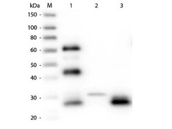 Rabbit anti-Chicken IgG F(ab')2 Secondary Antibody, Novus Biologicals 5mg;