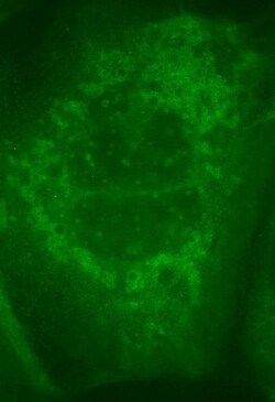 Rabbit anti-Goat IgG (H+L) Secondary Antibody, DyLight 488, Novus Biologicals