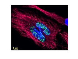 Rabbit anti-Goat IgG (H+L) Secondary Antibody, DyLight 488, Novus Biologicals
