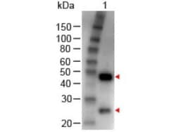 Rabbit anti-Goat IgG (H+L) Secondary Antibody, HRP, Novus Biologicals™