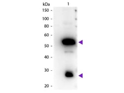 Rabbit anti-Guinea Pig IgG (H+L) Secondary Antibody, HRP, Novus Biologicals&trade;