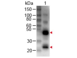 Rabbit anti-Human IgG (H+L) Secondary Antibody, Novus Biologicals&trade;