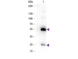 Rabbit anti-Human IgG (H+L) Secondary Antibody, Novus Biologicals 1 mg | Buy Online | Novus Biologicals | Fisher Scientific