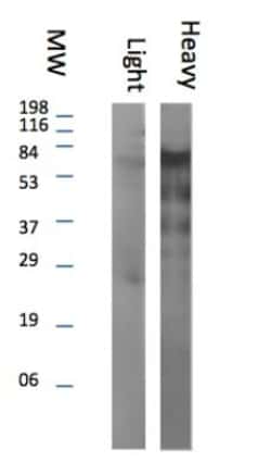 Rabbit anti-Llama IgG Heavy Chain Secondary Antibody, Novus Biologicals&trade;