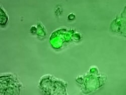 Rabbit anti-Mouse IgG (H+L) Secondary Antibody, DyLight 488 (Pre-adsorbed),