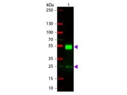 Rabbit anti-Mouse IgG (H+L) Secondary Antibody (Pre-adsorbed), Novus Biologicals