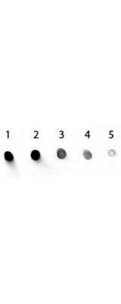 Rabbit anti-Mouse IgG1 Heavy Chain Secondary Antibody, Novus Biologicals&trade;