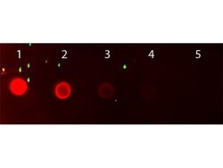 Rabbit anti-Mouse IgG1 Heavy Chain Secondary Antibody, Novus Biologicals 1 mg | Buy Online | Novus Biologicals | Fisher Scientific