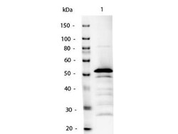 Rabbit anti-Mouse IgG2a Heavy Chain Secondary Antibody, Novus Biologicals 1 mg | Buy Online | Novus Biologicals | Fisher Scientific