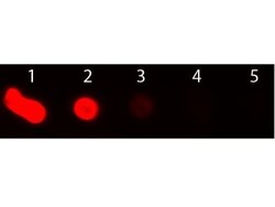 Rabbit anti-Mouse IgM Heavy Chain Secondary Antibody, Novus Biologicals™