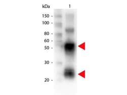 Rabbit anti-Porcine IgG (H+L) Secondary Antibody, Biotin, Novus Biologicals&trade;