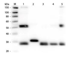 Rabbit anti-Rat IgG (H+L) Secondary Antibody, HRP (Pre-adsorbed), Novus Biologicals&trade;