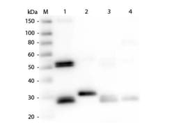 Rabbit anti-Rat IgG (H+L) Secondary Antibody, HRP, Novus Biologicals™