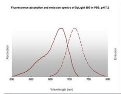 Rabbit anti-Rat IgG (H+L) Secondary Antibody (Pre-adsorbed), Novus Biologicals