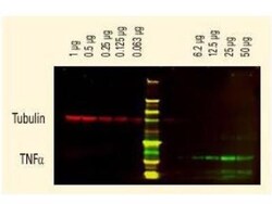 Rabbit anti-Rat IgG (H+L) Secondary Antibody (Pre-adsorbed), Novus Biologicals