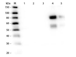 Rabbit anti-Rat IgM Heavy Chain Secondary Antibody, Novus Biologicals 2mg;