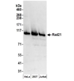 Rad21 Antibody, Novus Biologicals 0.1mg; Unlabeled:Antibodies, Polyclonal