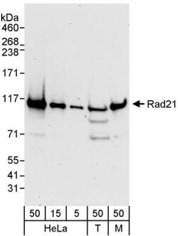 Rad21 Antibody, Novus Biologicals 0.1mg; Unlabeled:Antibodies, Polyclonal