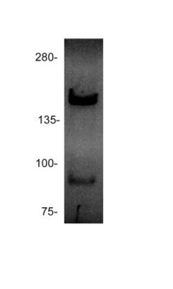 Rad50 Antibody (13B3), Novus Biologicals 0.1mL; Unlabeled:Antibodies, Monoclonal