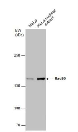 Rad50 Antibody (13B3), Novus Biologicals 0.1mL; Unlabeled:Antibodies, Monoclonal