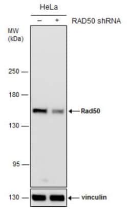Rad50 Antibody, Novus Biologicals 0.1mL; Unlabeled:Antibodies, Polyclonal