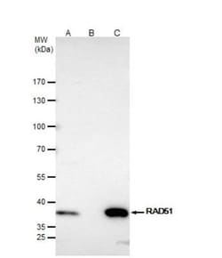 Rad51 Antibody, Novus Biologicals 0.1mL; Unlabeled:Antibodies, Polyclonal