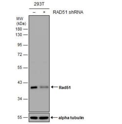 Rad51 Antibody, Novus Biologicals 0.1mL; Unlabeled:Antibodies, Polyclonal