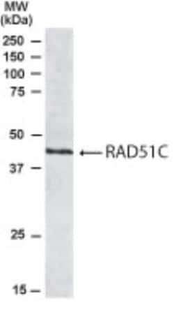 Rad51C Antibody, Novus Biologicals 0.1mg; Unlabeled:Antibodies, Polyclonal
