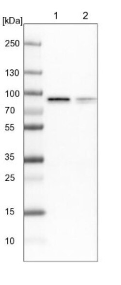 Radixin Antibody, Novus Biologicals 0.1 mL | Buy Online | Novus Biologicals | Fisher Scientific