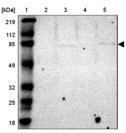 Radixin Antibody, Novus Biologicals 0.1 mL | Buy Online | Novus Biologicals | Fisher Scientific