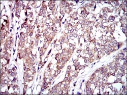 Raf-1 Antibody (4G4) - BSA Free, Novus Biologicals:Antibodies:Primary Antibodies