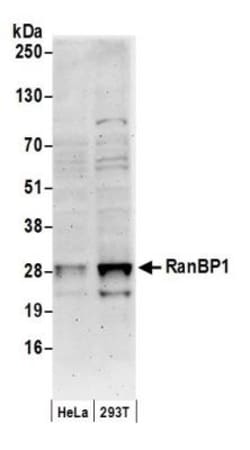 RanBP1 Antibody, Novus Biologicals 0.1mL; Unlabeled:Antibodies, Polyclonal