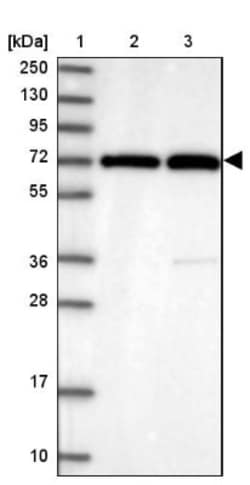 RanBP3 Antibody, Novus Biologicals 0.1mL; Unlabeled:Antibodies, Polyclonal